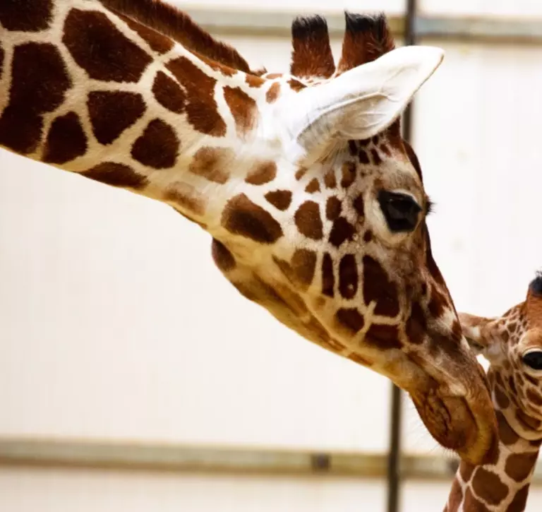 Giraffe calf Khari with adult giraffe at Whipsnade Zoo