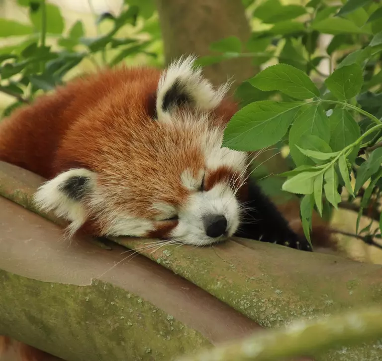Sleepy Ruby the red panda at Whipsnade Zoo
