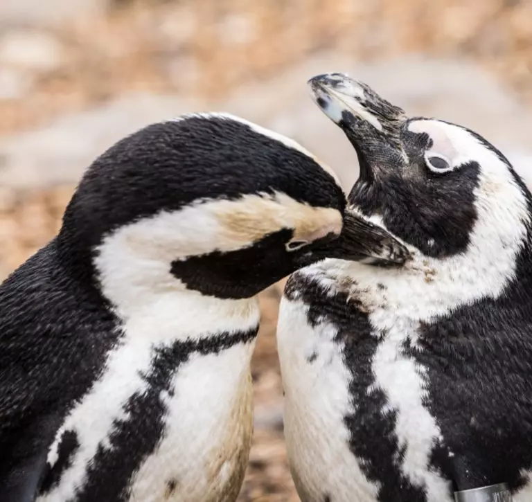 Two African penguins grooming each other at Whipsnade Zoo