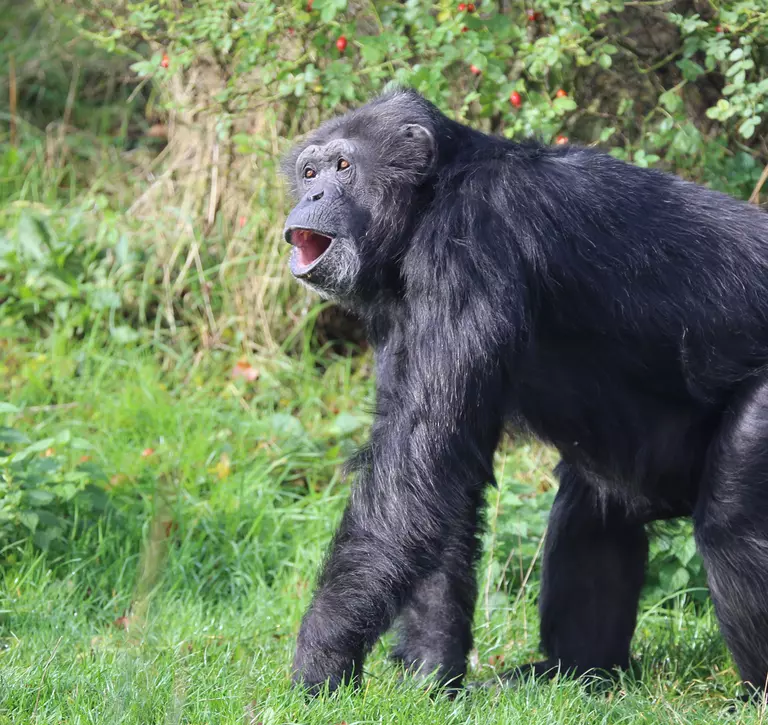 Chimp vocalising at Whipsnade Zoo