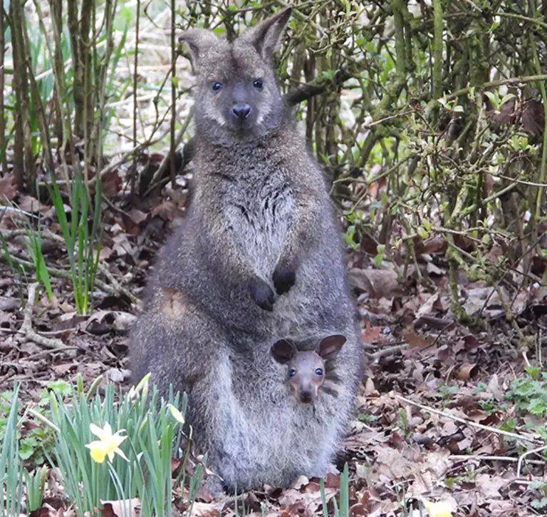 Wallaby with a joey looking out of poach by daffodils at Whipsnade Zoo