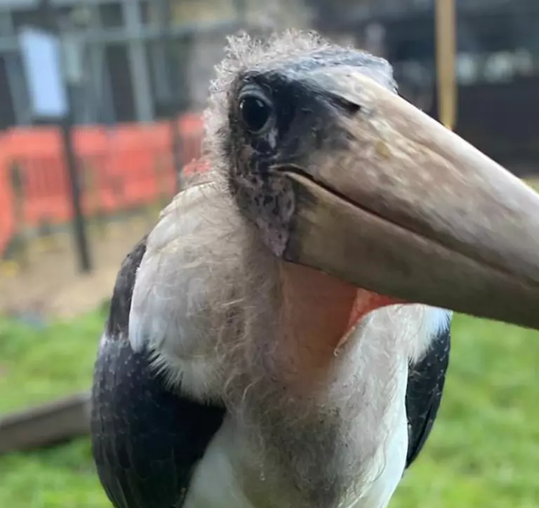 Marabou stork 'the undertaker bird' at Whipsnade Zoo