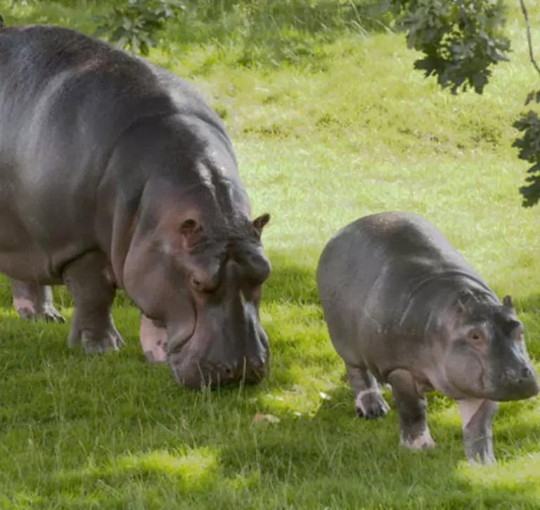 Hordor the common hippo baby with mum Lola walking along grass at Whipsnade Zoo