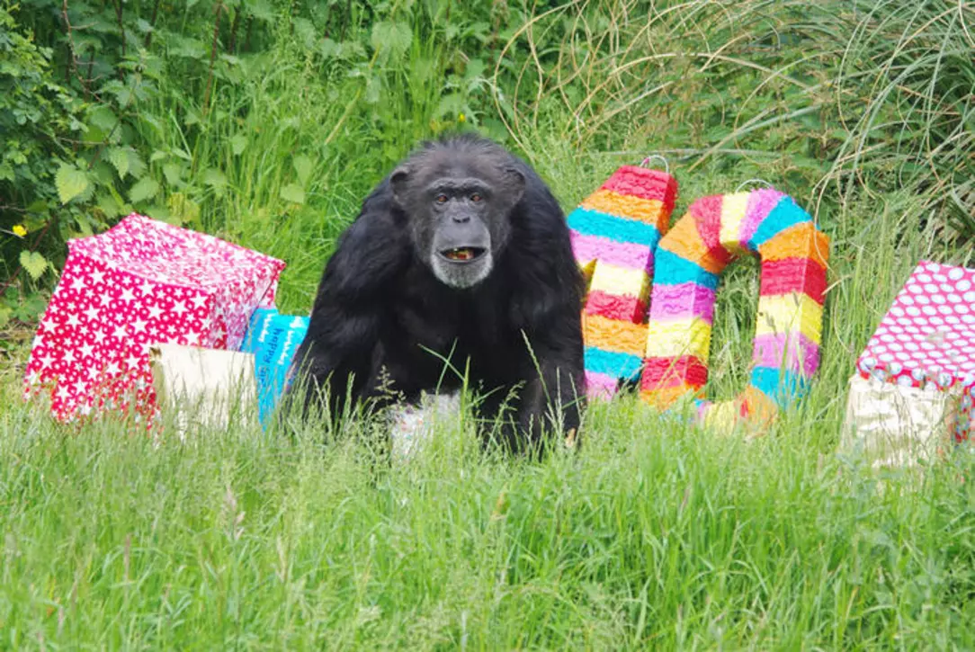 Koko the chimpanzee celebrating her 40th birthday with presents and a '40' piñata. 