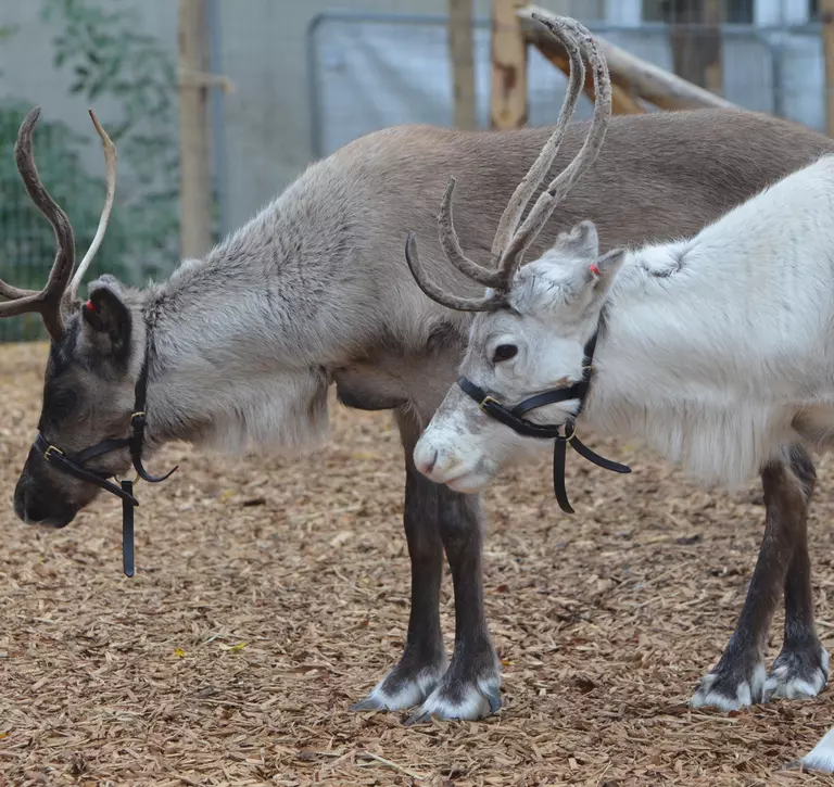 Reindeer with antlers being walked at the Zoo