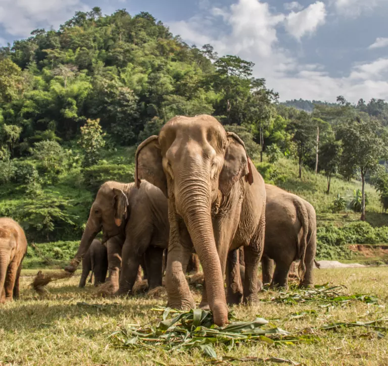 Asian elephant herd in Thailand