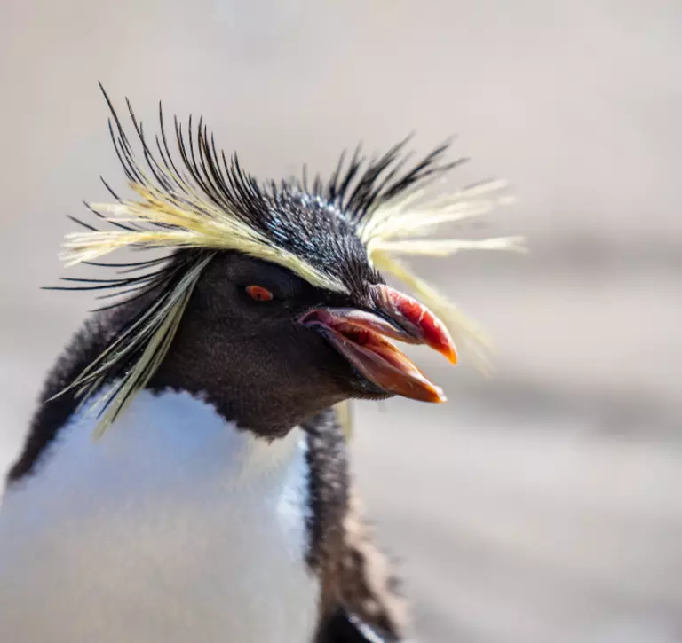 Rockhopper penguin with beak open
