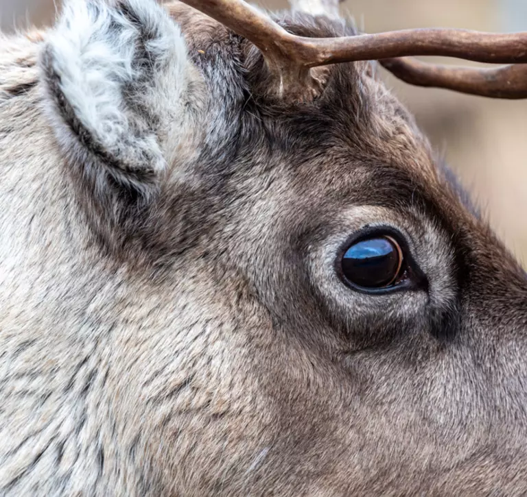 Reindeer eyes close-up