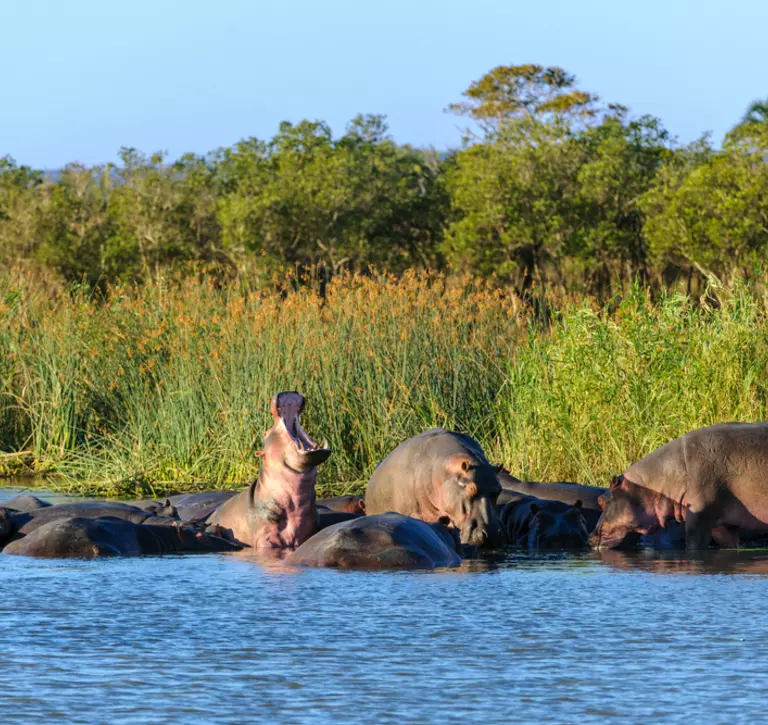 Common hippo group in a river in the wild