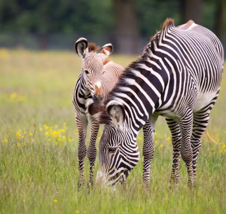 Grevy's Zebra foal with mum at Whipsnade Zoo field