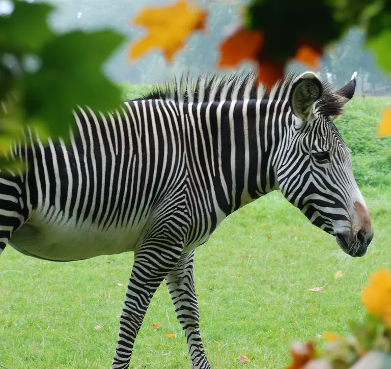 Grevy's Zebra at Whipsnade Zoo