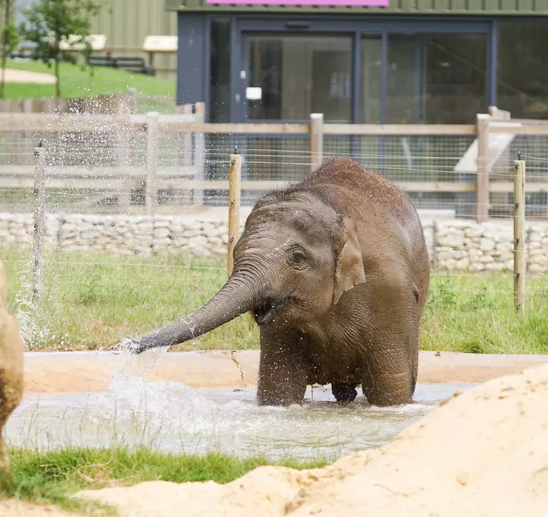Elizabeth the elephant in her outdoor pool at Whipsnade Zoo