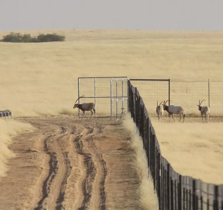 First oryx leaving their enclosure, oryx reintroduction programme. 