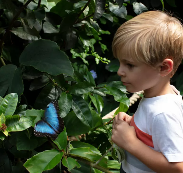 Boy with a butterfly in the Butterfly house at Whipsnade Zoo