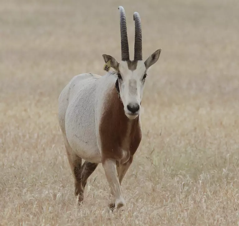 Scimitar horned oryx, reintroduced by ZSL Whipsnade Zoo.