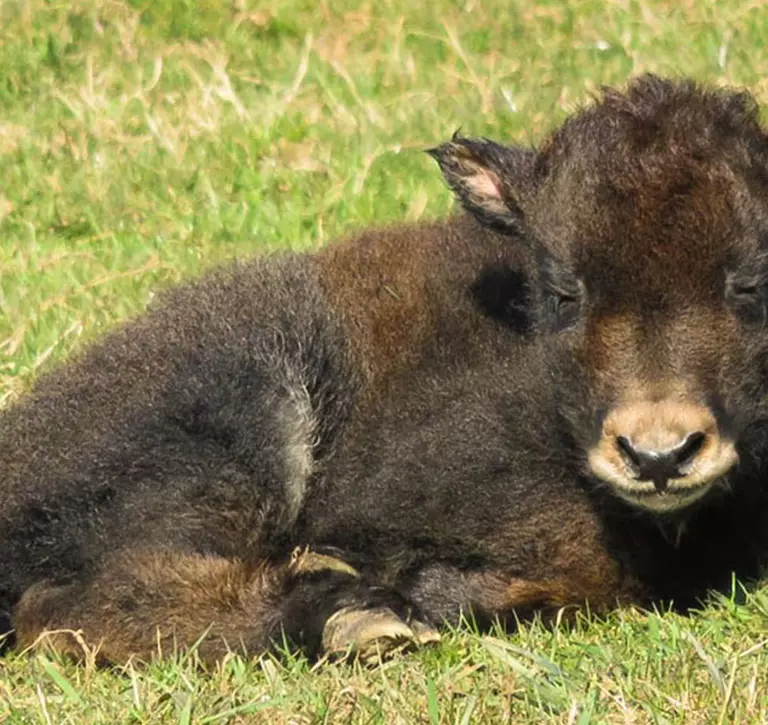 Baby yak lying down in the grass