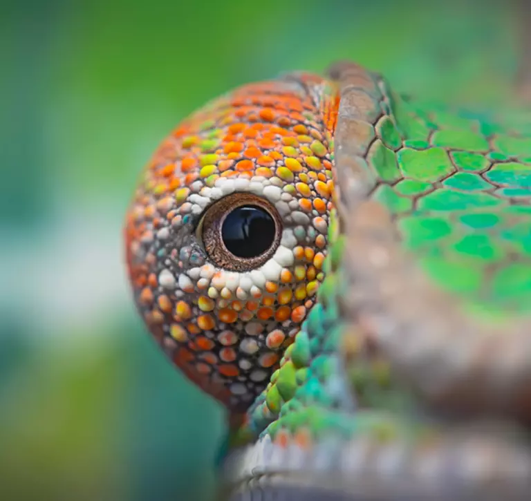 Chameleon eye close up