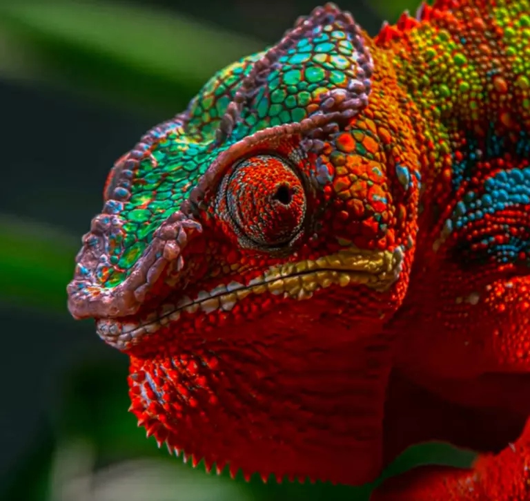 Panther chameleon red bright colours