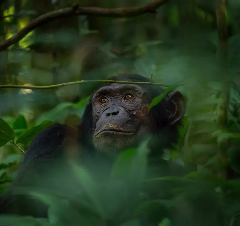 Chimp in the rainforest