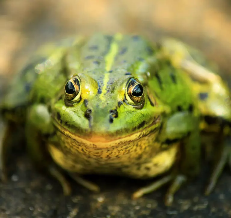 Native pool frog