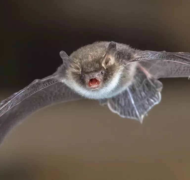 Natterer's bat flying