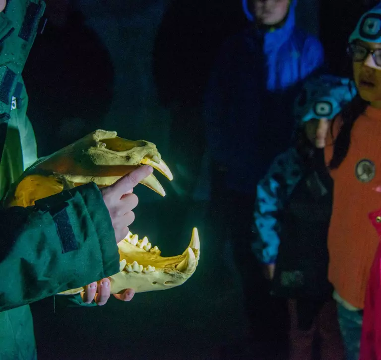 Kids being shown a skull on camping overnight stay at the Zoo