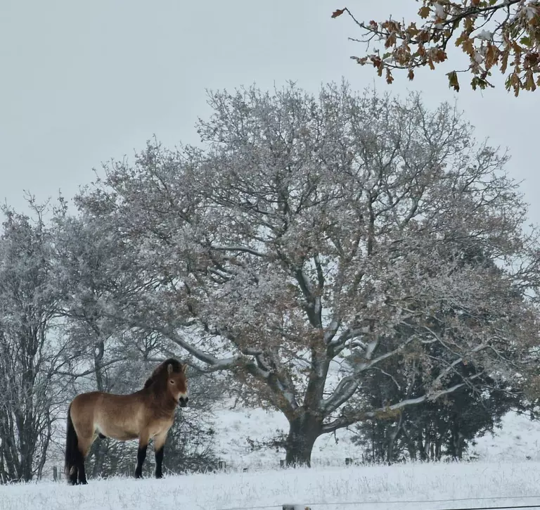A Przewalski’s horse in the snow at Whipsnade Zoo