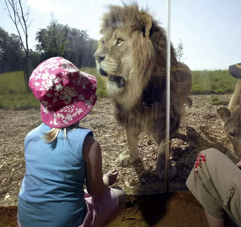 children with lions at whipsnade zoo