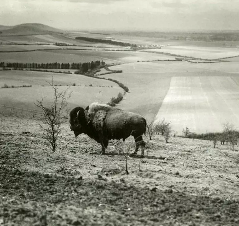 A Bull Bison standing on Bison Hill,  Whipsnade. May 1931.