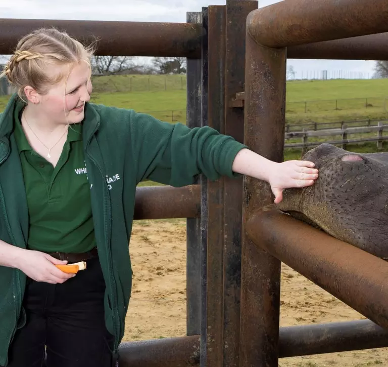 keeper stroking hippo's nose