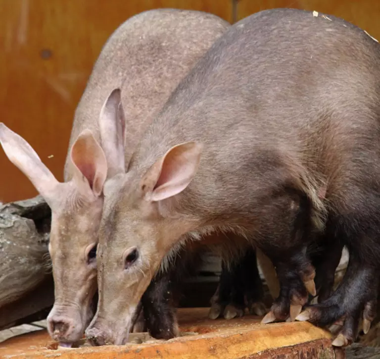 Aardvarks feeding at Whipsnade Zoo