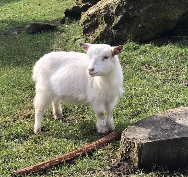 Elsa the pygmy goat at Whipsnade Zoo