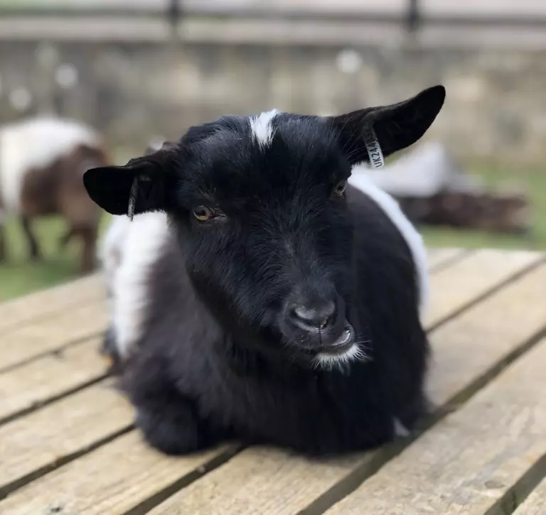 Tiana the pygmy goat at Whipsnade Zoo