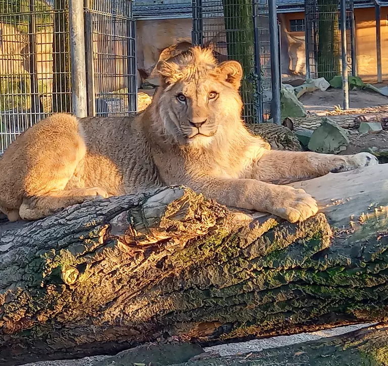 North African lion Malik