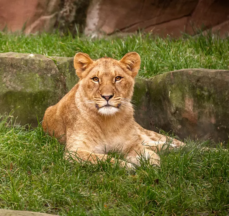 African lioness Winta at Antwerp Zoo
