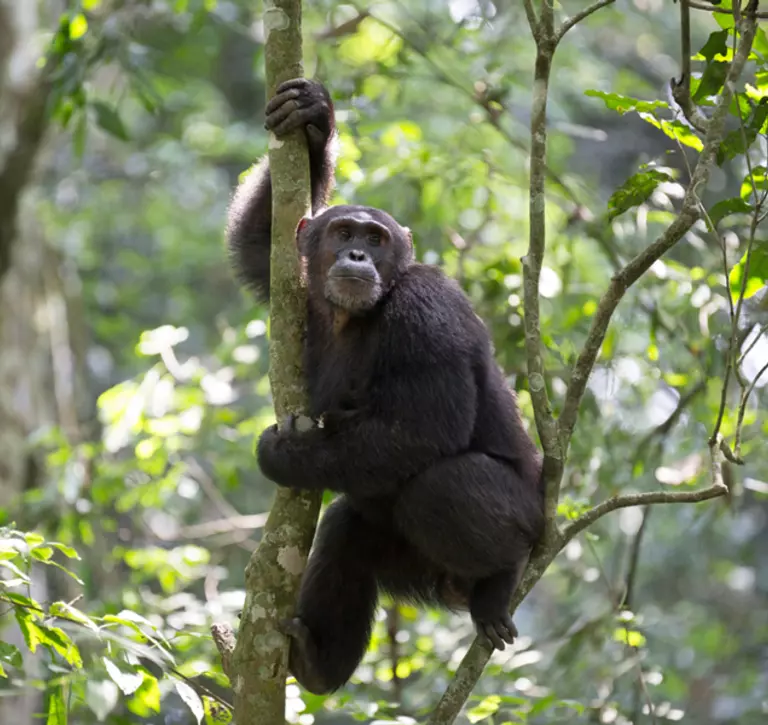 Wild chimp on a tree climbing