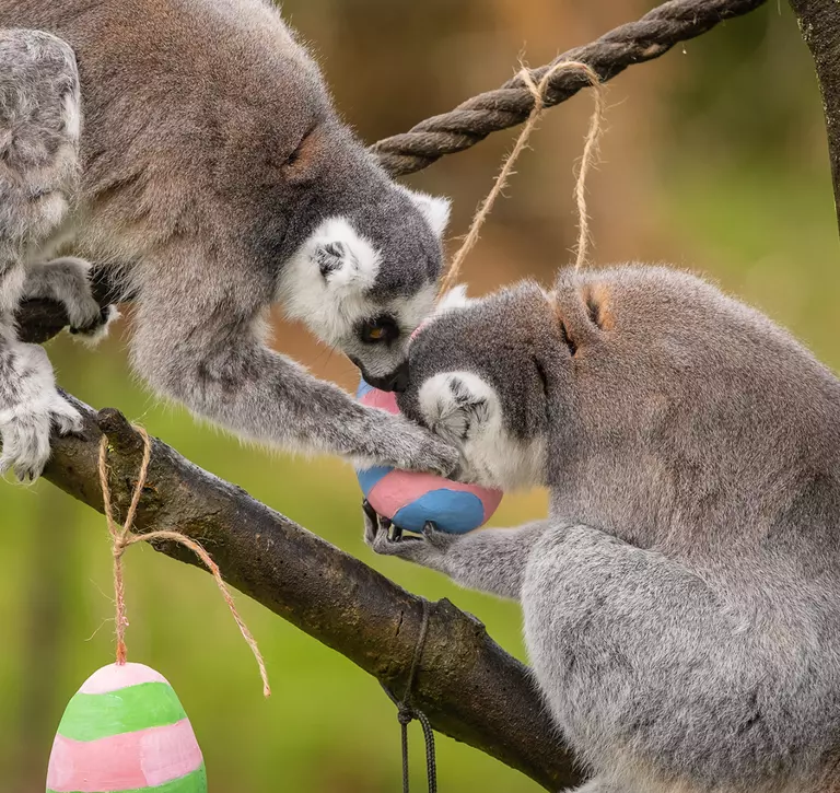 Two lemurs with Easter eggs at Whipsnade Zoo
