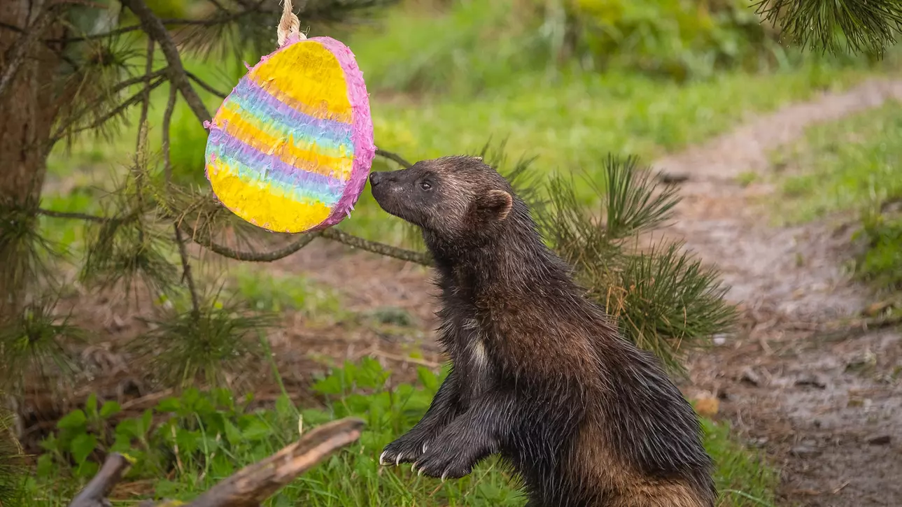 A wolverine with an Easter egg pinata at Whipsnade Zoo