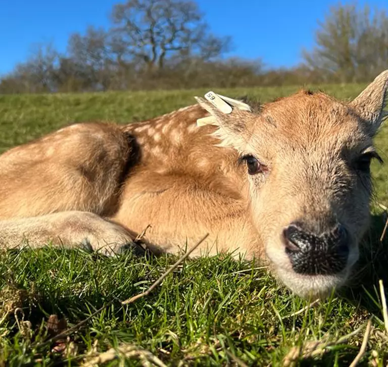 A Père David's deer fawn lying down at Whipsnade Zoo