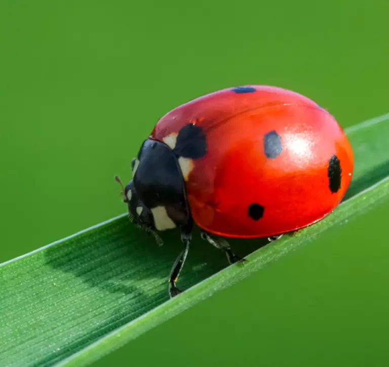 A ladybird on a leaf