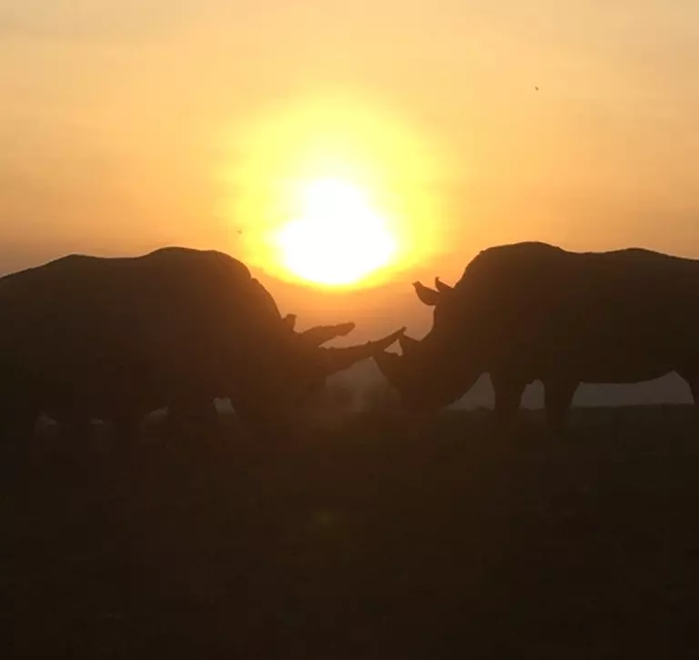 Two rhinos at sunset at Whipsnade Zoo