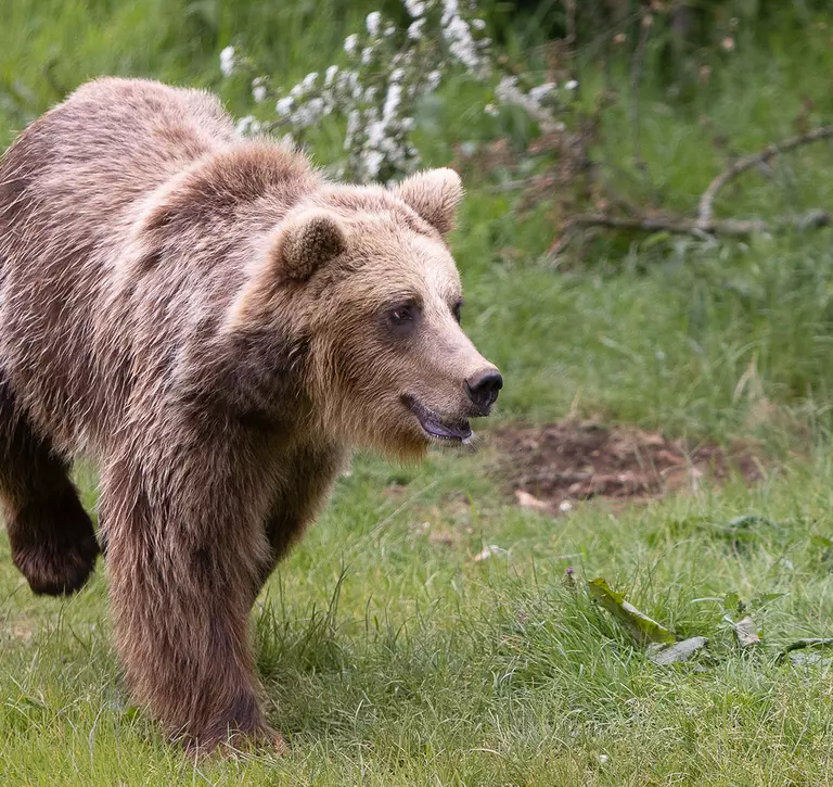 European brown bear Minnie running through her grassy habitat at Whipsnade Zoo
