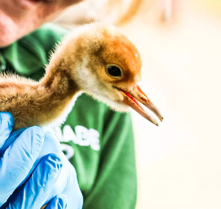 A red-crowned crane chick gets first health check