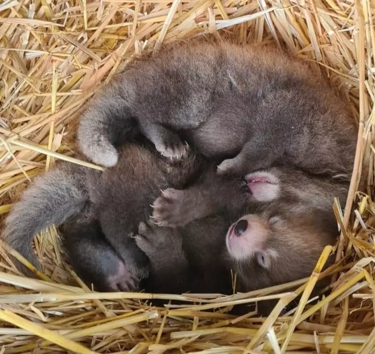 Two red panda cubs snuggled up in their nest box