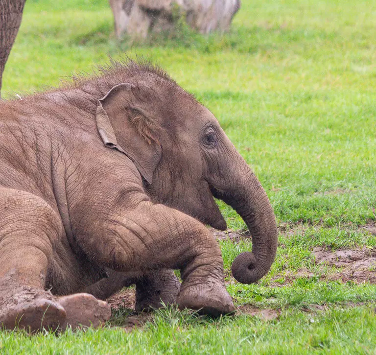 Elephant calf Nang Phaya rolling in the grassy paddock at Whipsnade Zoo