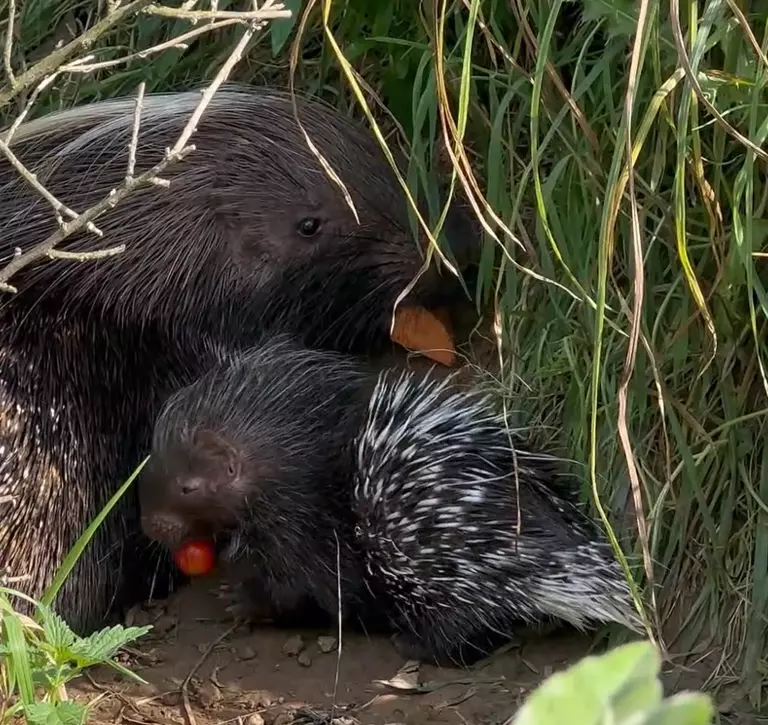 Baby porcupine and Mum tucking into vegetables at Whipsnade Zoo.