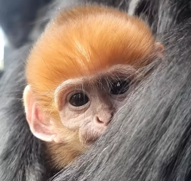 Baby Francois langur pokes head out from under Mum's arm where he is partially hidden. 
