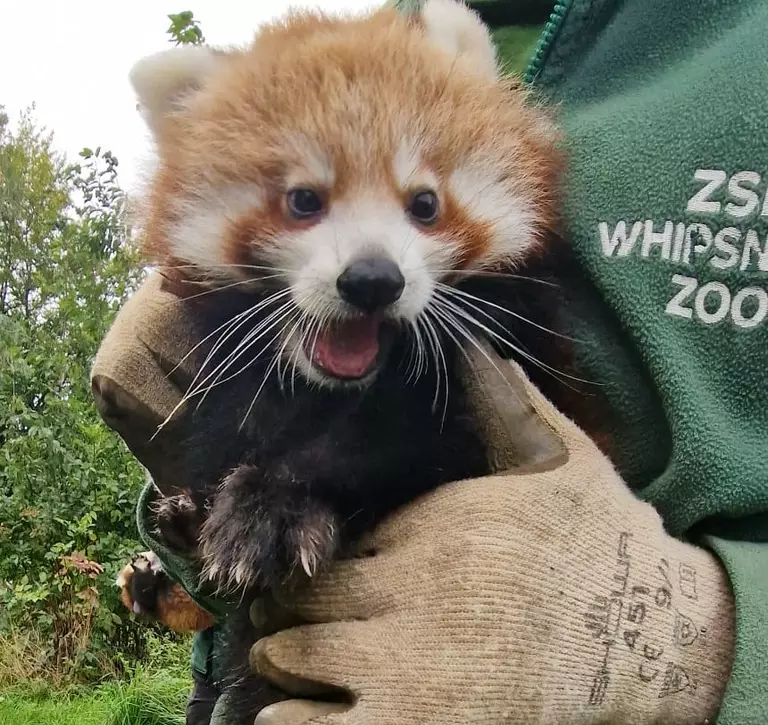 Endangered red panda cub Priya has a vet check at Whipsnade Zoo