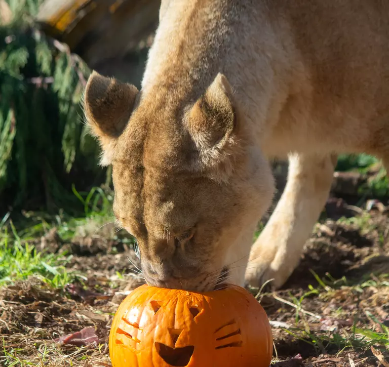 Lion licks pumpkin which is carved into a cat shape on grass