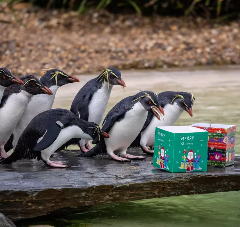 A group of rockhopper penguins investigate two Christmas boxes filled with fish